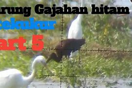 Berburu Burung Gajahan Hitam