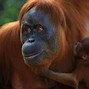 Gambar Orang Utan